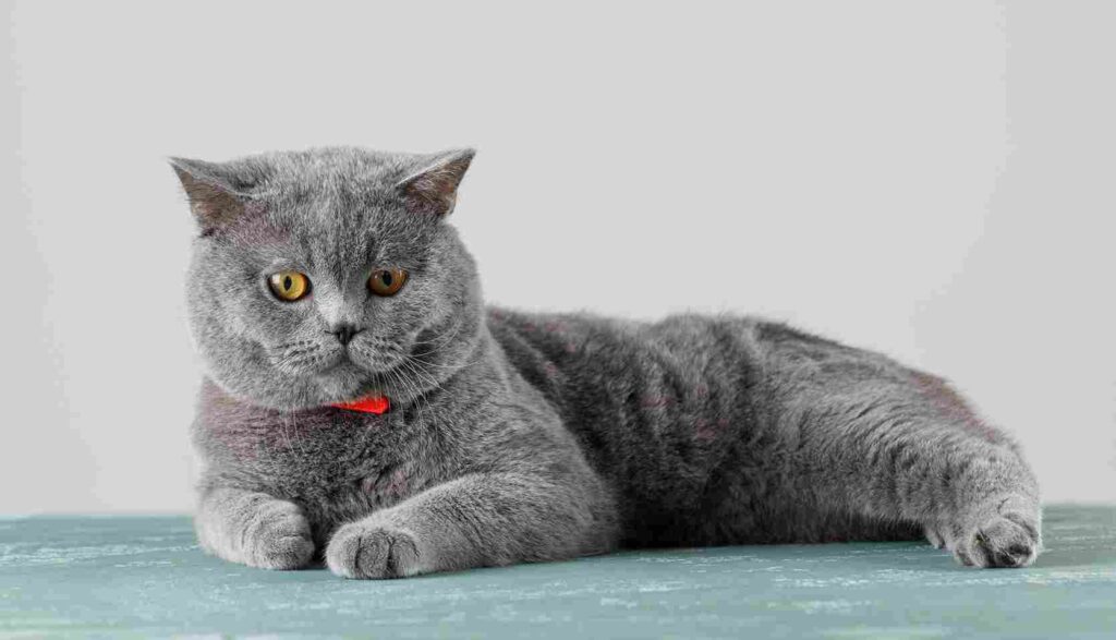 Scottish Fold Characteristics