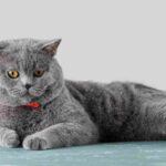 Scottish Fold care guide