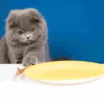 Scottish Fold care guide